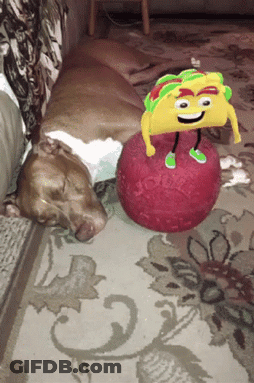 Funny Taco Tuesday Love It GIF