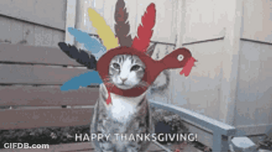 Funny Thanksgiving Cat With Turkey Head GIF