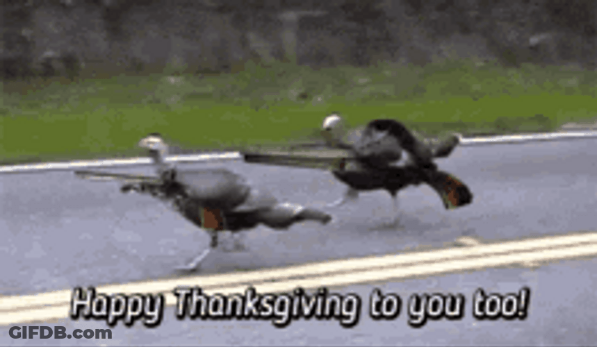 Funny Thanksgiving Running Turkeys With Guns GIF