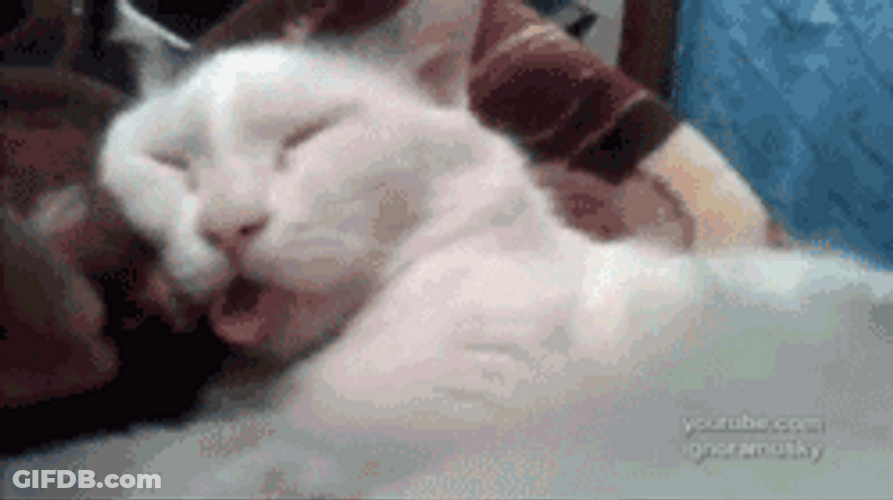 Funny Tongue Prank Cat GIF