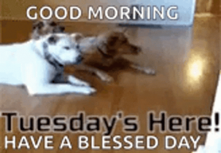 Funny Tuesday Dog Clips GIF