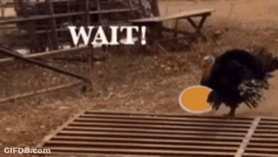 Funny Turkey I'm Bringing The Pie GIF
