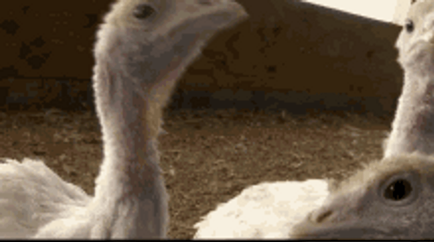Funny Turkey Poults Pecking Camera GIF