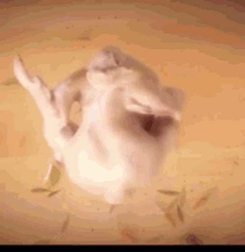 Funny Turkey Raw Meat Twerking Butt GIF