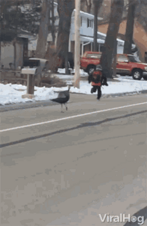 Funny Turkey Running On The Road GIF