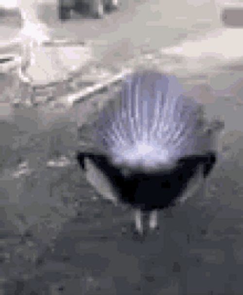 Funny Turkey Turning Into Rocket GIF