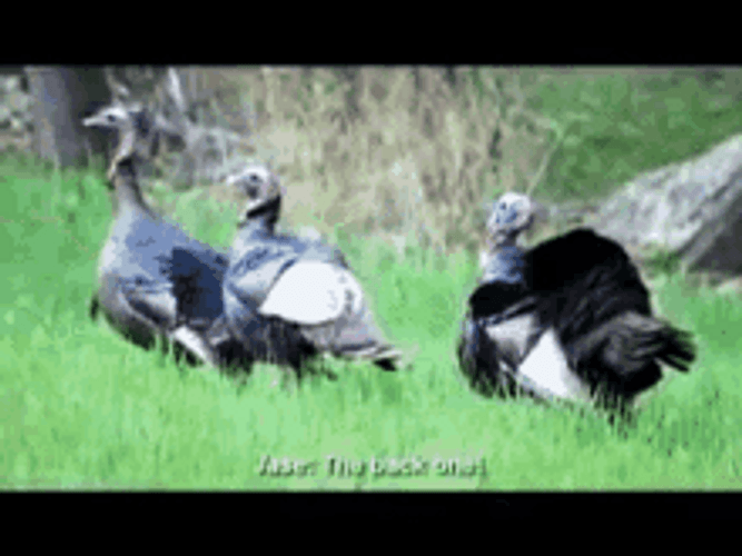 Funny Turkeys Scared And Running Away GIF