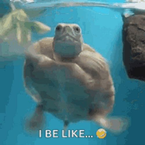 Funny Turtle Swimming GIF