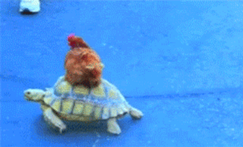 Funny Turtle With Chicken Riding GIF