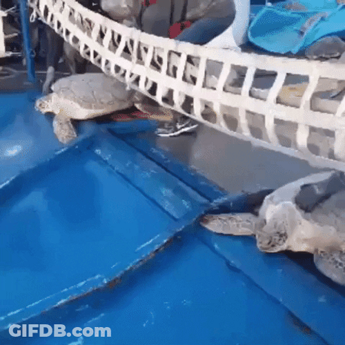 Funny Turtles Slipping In Waterslide GIF