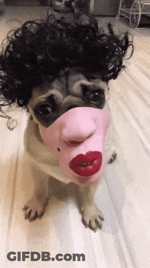 Funny Ugly Dog Face GIF