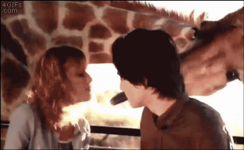 Funny Valentine Day Couple Kiss Prohibited By Giraffe GIF