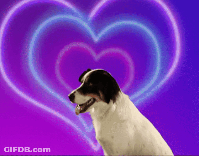 Funny Valentines Dog With Rose GIF