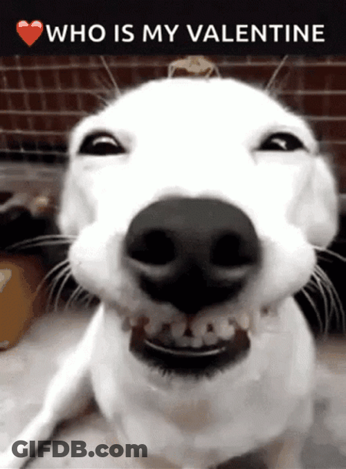 Funny Valentines Smiling Dog GIF