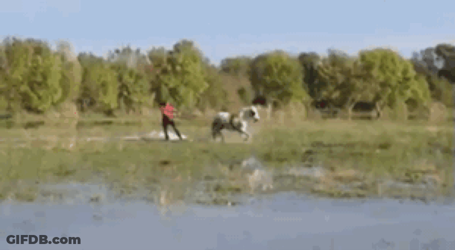 Funny Water Skiing Horse GIF