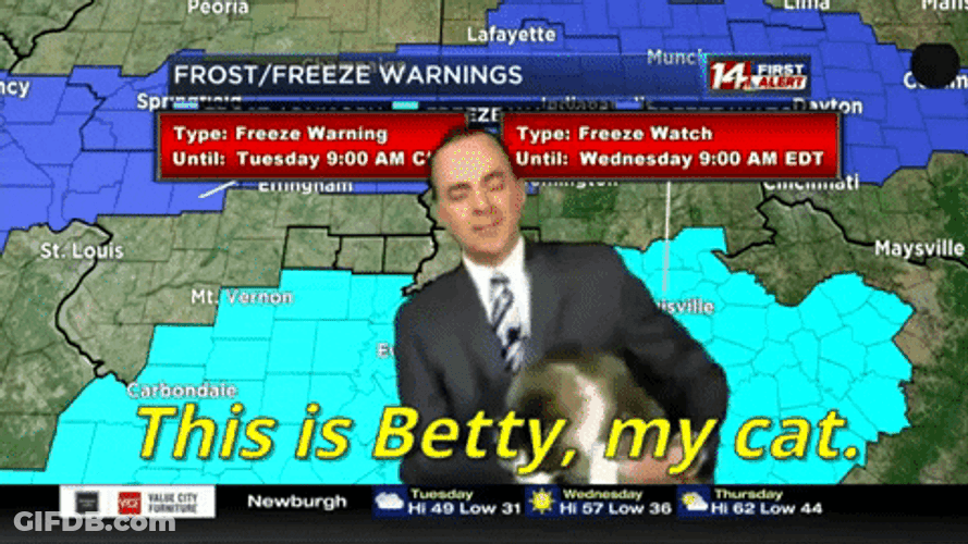 Funny Weatherman Interrupted By Cat GIF