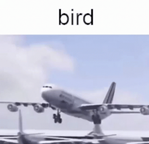 Funny Weird Bird Plane GIF