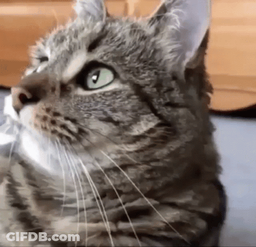 Funny Weird Cat Crazy Eyes GIF
