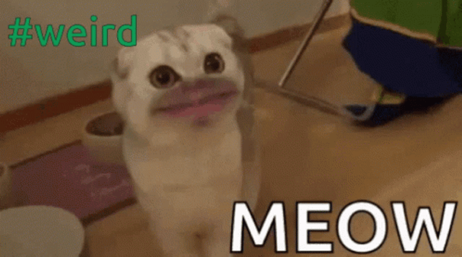 Funny Weird Cat Mouth GIF