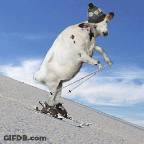 Funny Weird Cow Skiing GIF