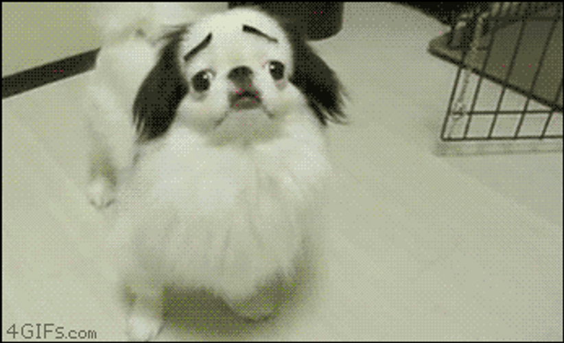 Funny White Dog Comical Eyebrows GIF