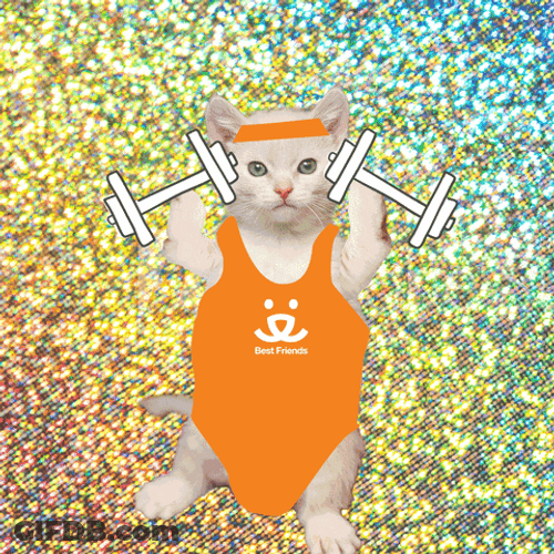 Funny Workout Cat Save Them All GIF
