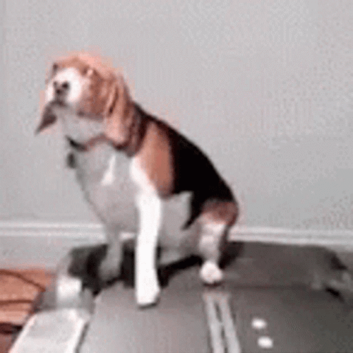 Funny Workout Lazy Dog Treadmill GIF