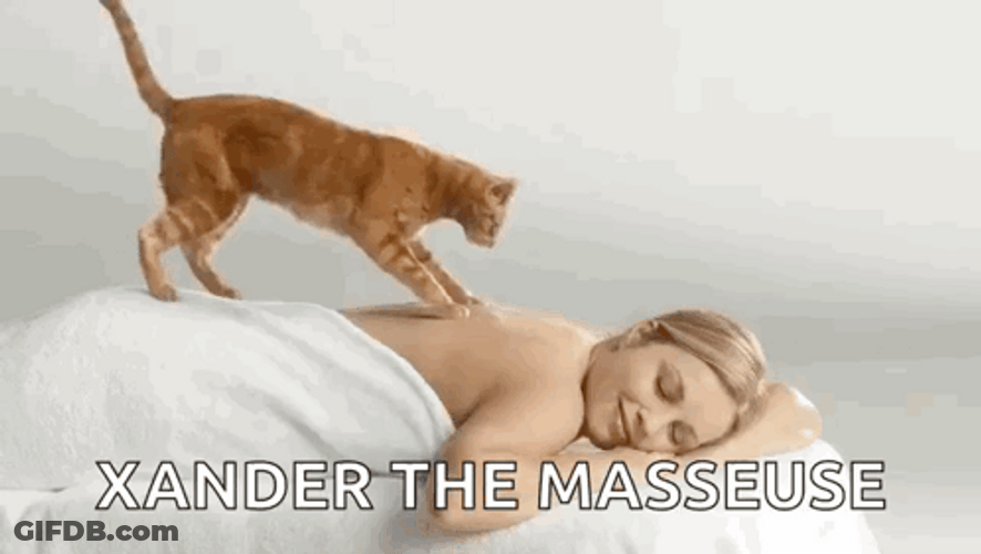 Funny Xander Cat Massage GIF