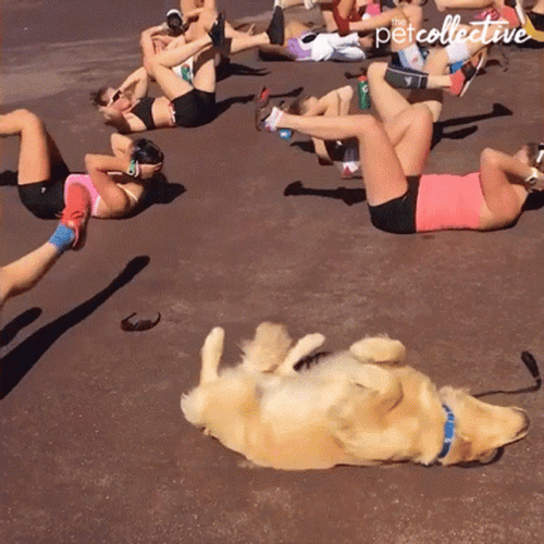 Funny Yoga Dog Exercise GIF