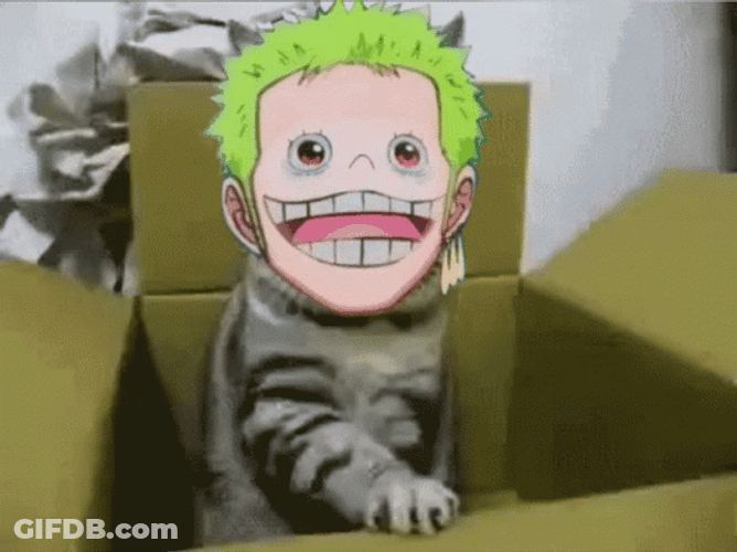 Funny Zoro Cat In Box GIF
