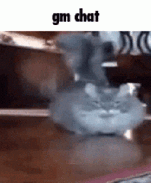 Furious Cat GM Chat GIF