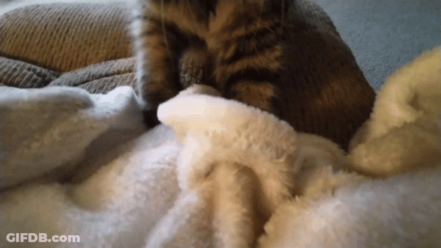 Furry Adorable Cat Making Biscuits GIF