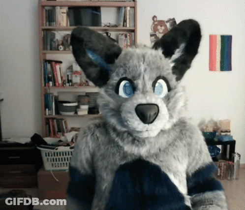 Furry Animal With Blue Eyes In Front Of Bookshelf GIF