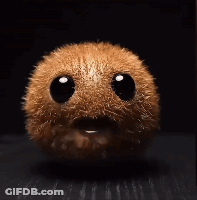 Furry Animal With Kiwi GIF