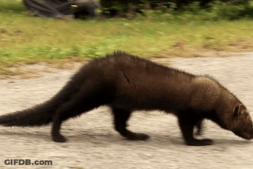 Furry Animal With Long Tail Walking On Gravel Road GIF