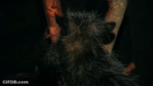 Furry Animal With Red Eyes Hanging GIF