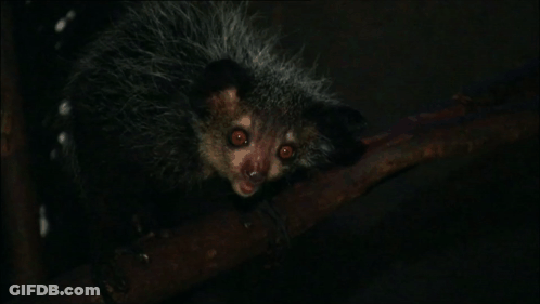 Furry Animal With Red Eyes GIF