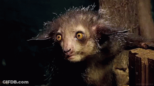 Furry Animal With Yellow Eyes Biomorphosis GIF