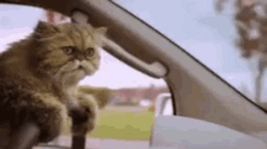 Furry Cat Driving While Licking Lips GIF
