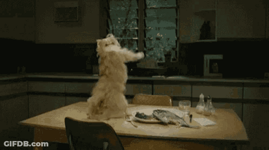 Furry Funny Dance On The Table GIF