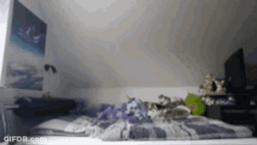 Furry Jumping On The Bed GIF