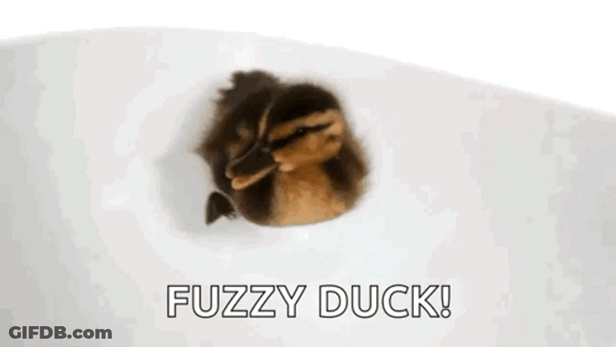 Fuzzy Ducky Water Bath GIF