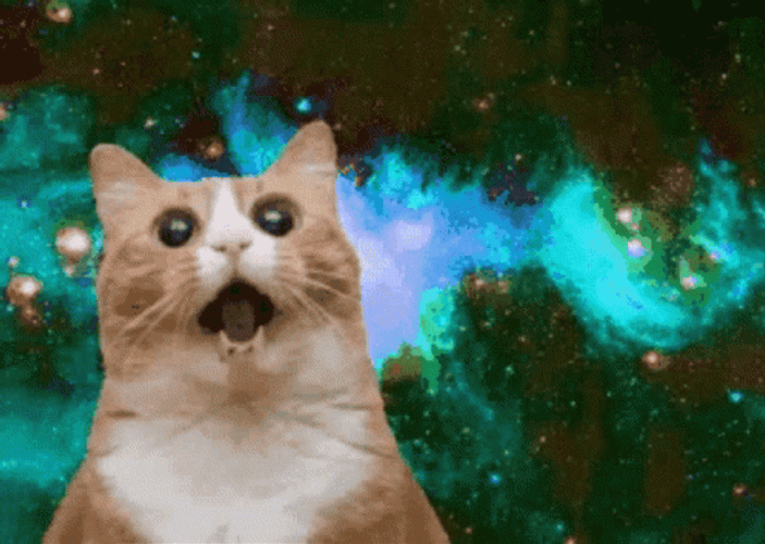 Galaxy Brain Startled Gaping Mouth Cat Meme GIF