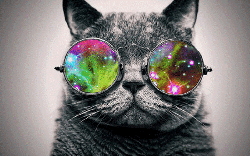 Galaxy Shades Cool Cat GIF