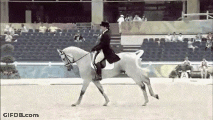 Galloping Pommel Horse GIF