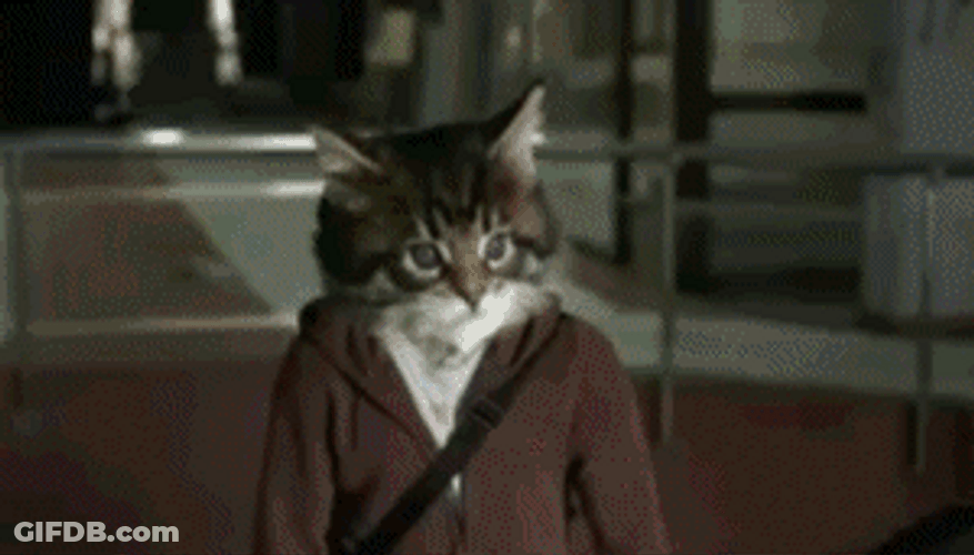 Gang Cat Fight GIF