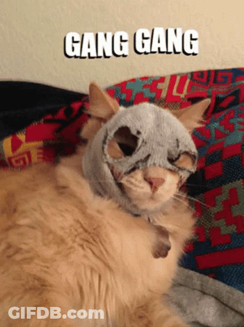 Gang Gang Cat Wearing Face Mask GIF