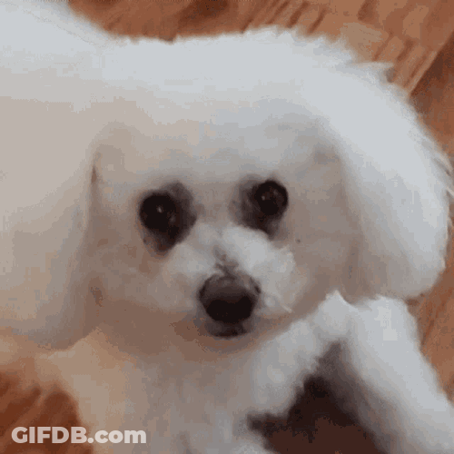 Gangey Snowbs GIF