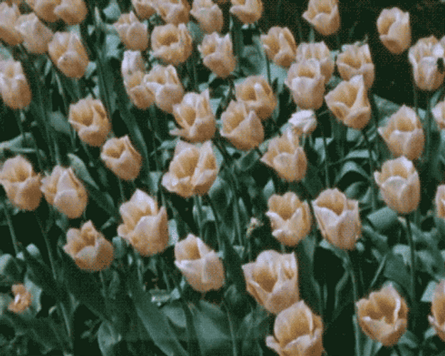 Garden Of Flowers In Nature GIF