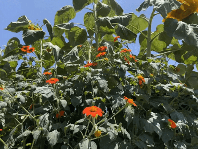 Garden Orange Flowers GIF